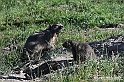 VBS_1 -  Plateau du Mont-Cenise, Grand Croix, Marmotte_-_0056 mt